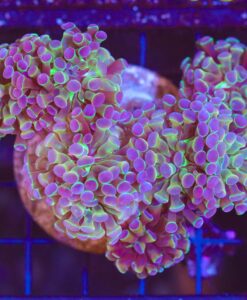 Apollo Hammer Coral Frag (C5)