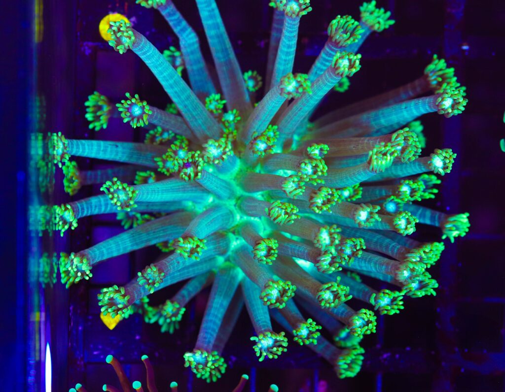 Frag Box Corals