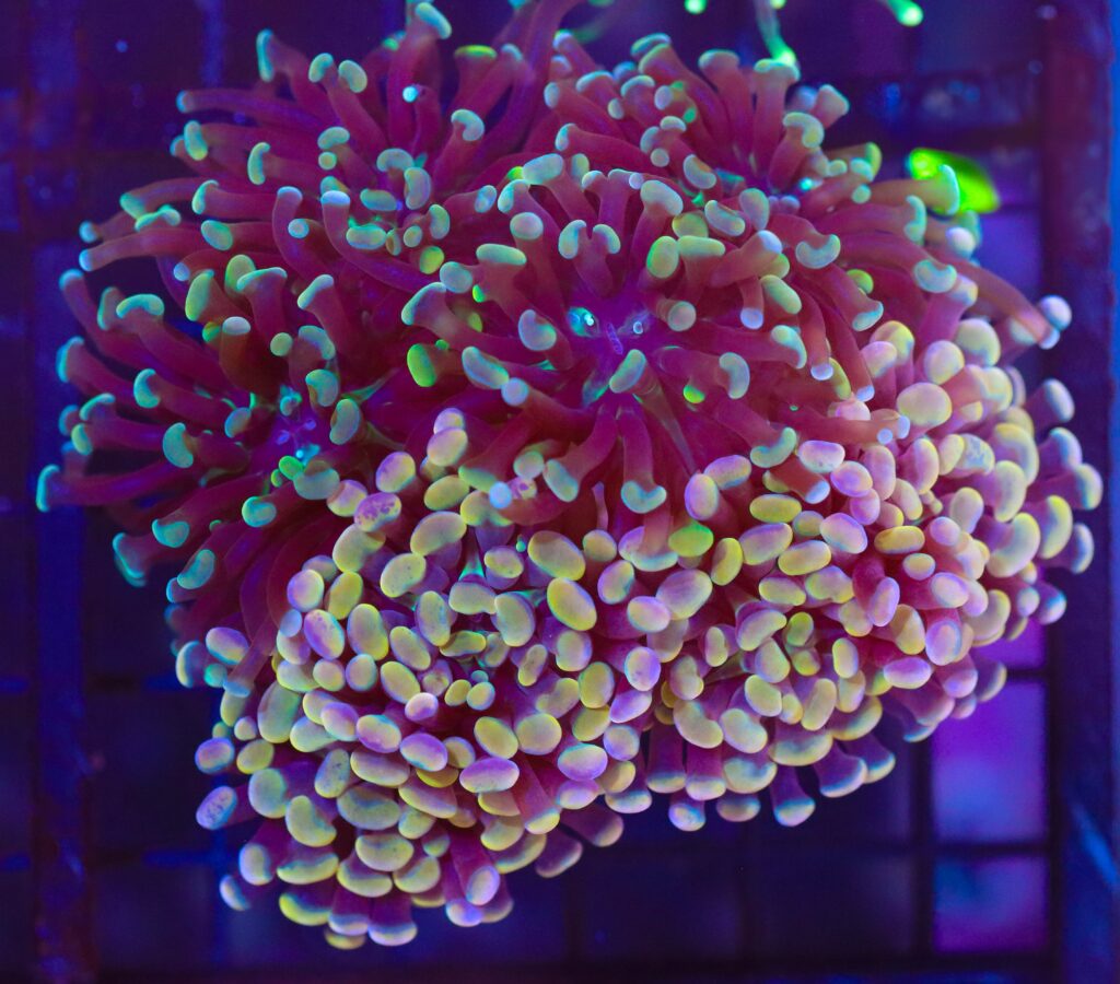 Frag Box Corals