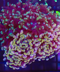 Branching Hammer Coral Frag (C10) ( could be one color or the other ) !