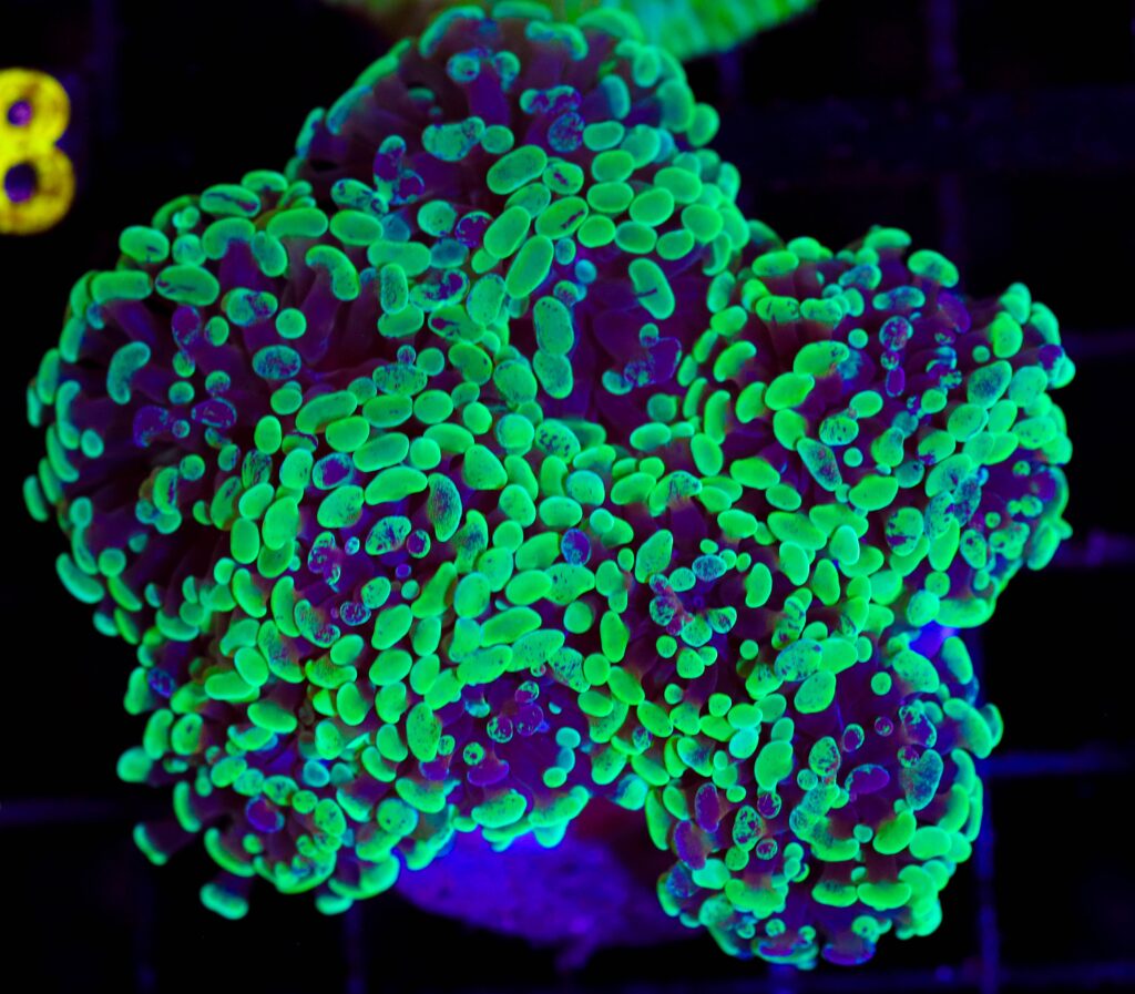 Frag Box Corals