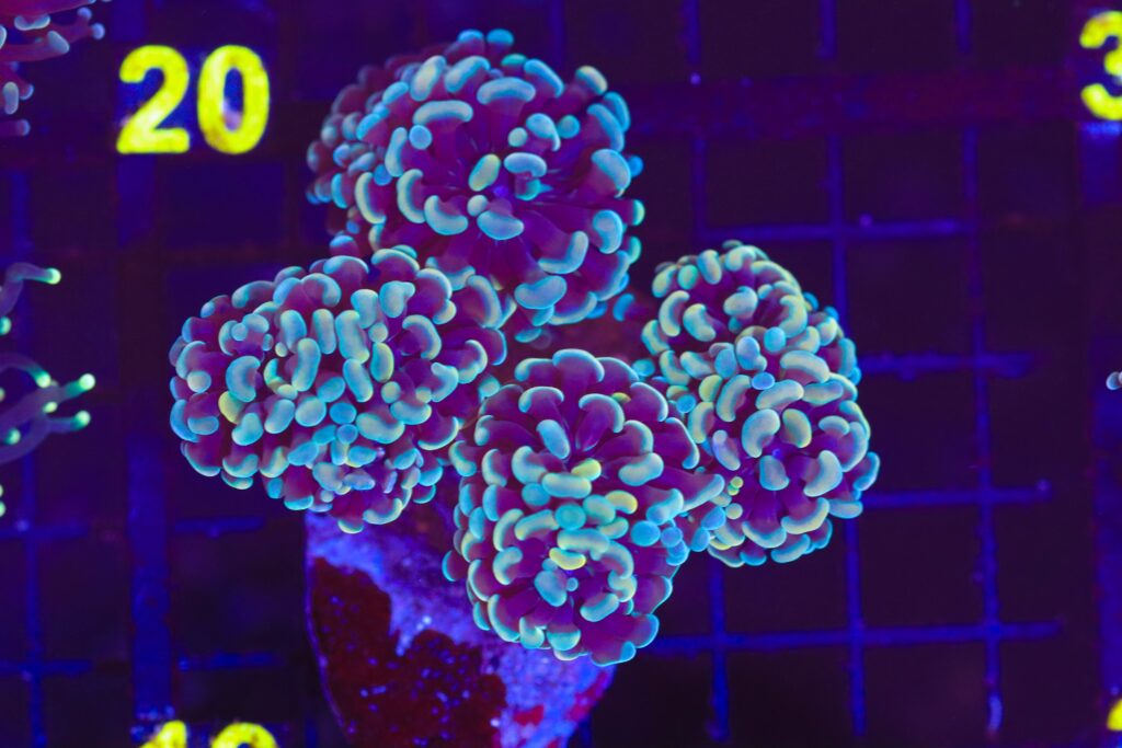 Frag Box Corals