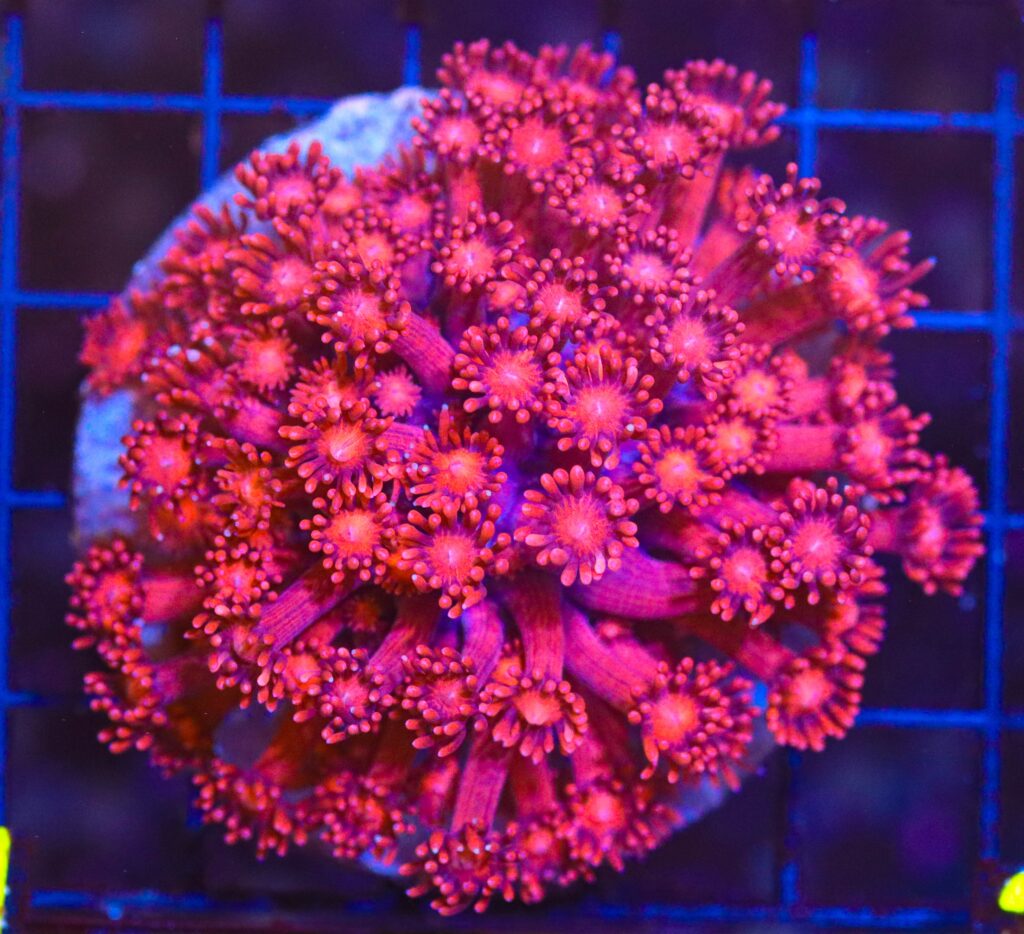 Frag Box Corals