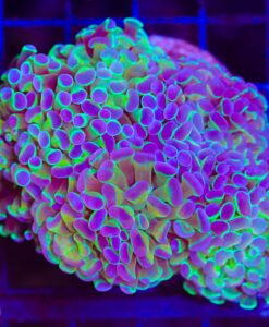 Willy Wonky Hammer Coral Frag (C23)