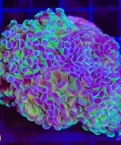 Willy Wonka Hammer Frag (Row #87)