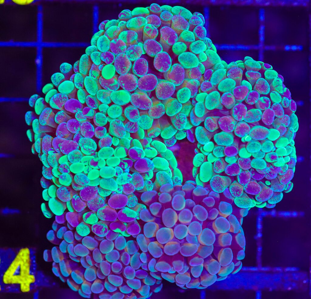 Frag Box Corals