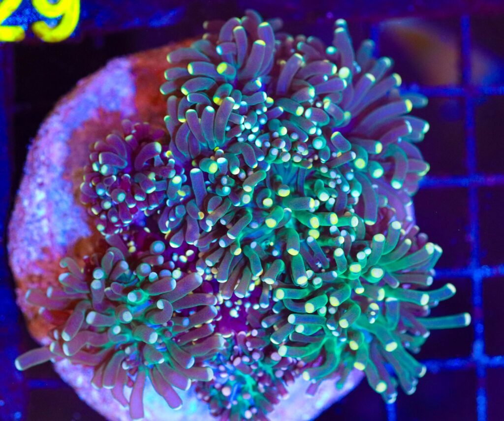 Frag Box Corals