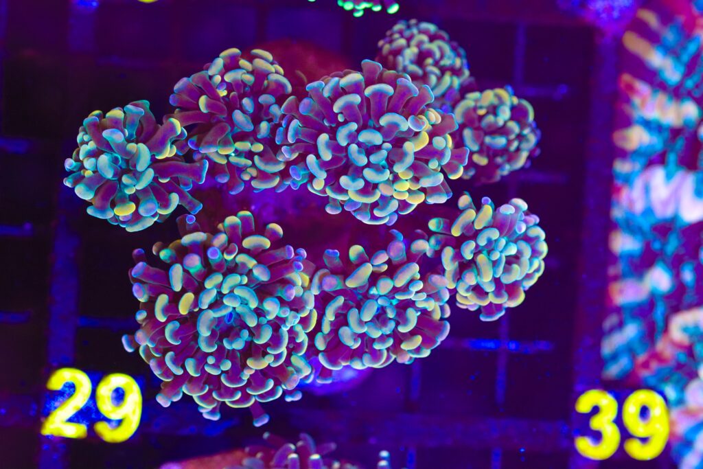 Frag Box Corals