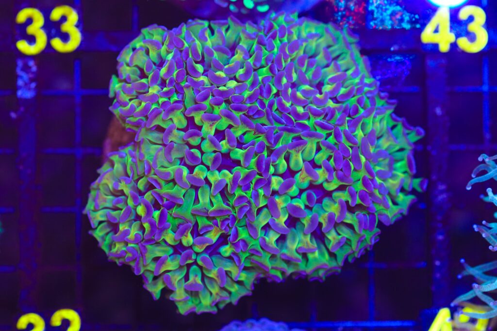 Frag Box Corals