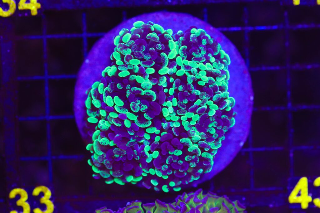 Frag Box Corals
