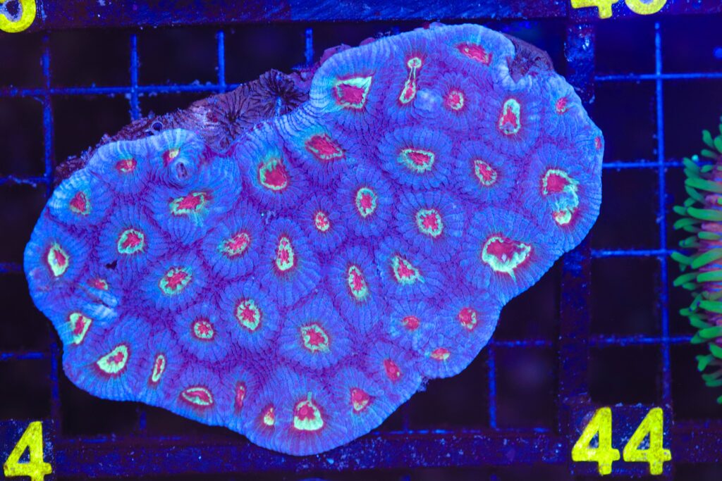 Frag Box Corals