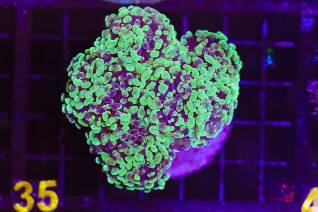Frag Box Corals