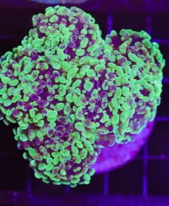 Wysiwyg Splatter Hammer Coral (C35)
