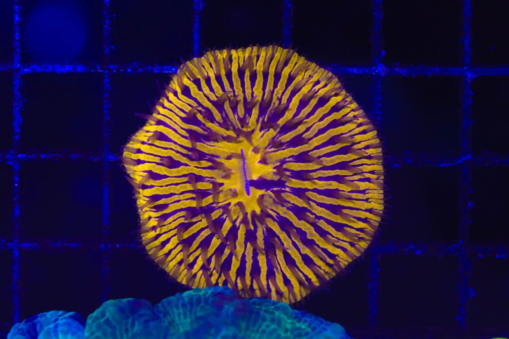 Frag Box Corals