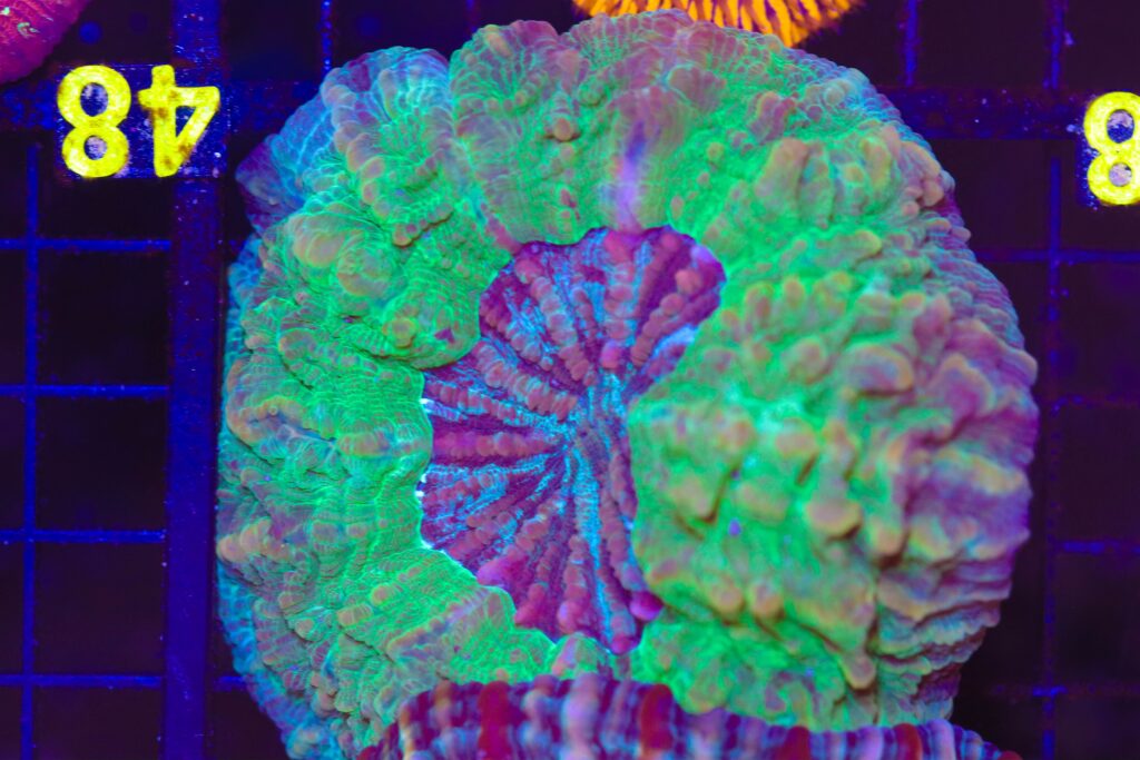 Frag Box Corals