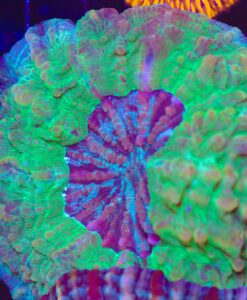 Wysiwyg Acantophyllia (C38)  *Free shipping no Minimum Spend*