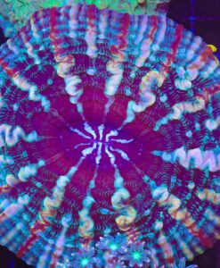 Wysiwyg Indophyllia (C39)  *Free shipping no Minimum Spend*