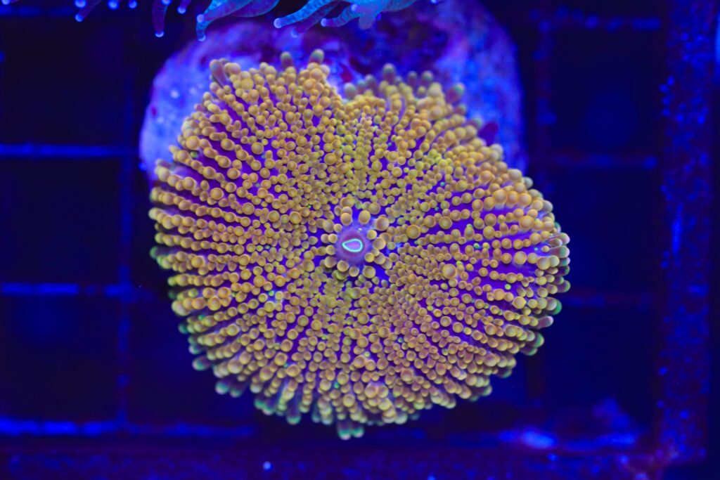 Frag Box Corals