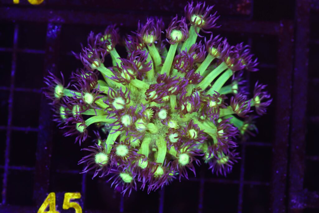 Frag Box Corals