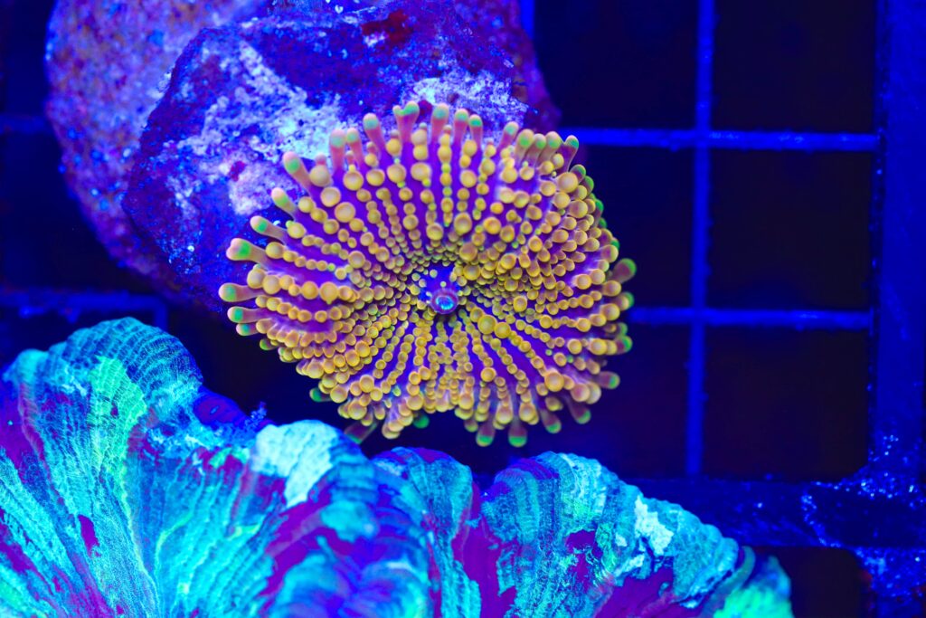 Frag Box Corals