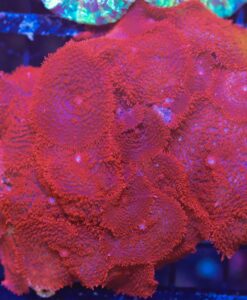 Fuzzy Red Mushroom Single Head Frag (C50)