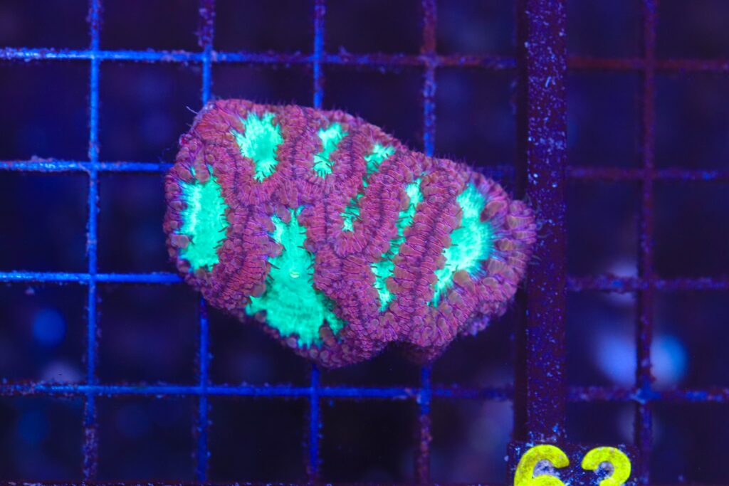 Frag Box Corals