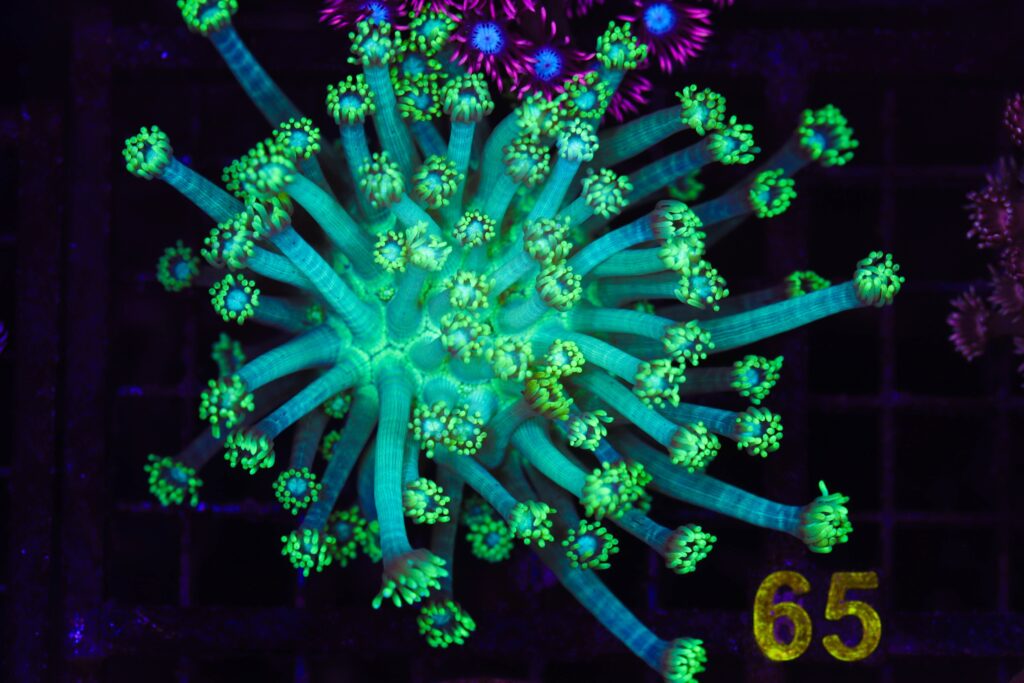 Frag Box Corals