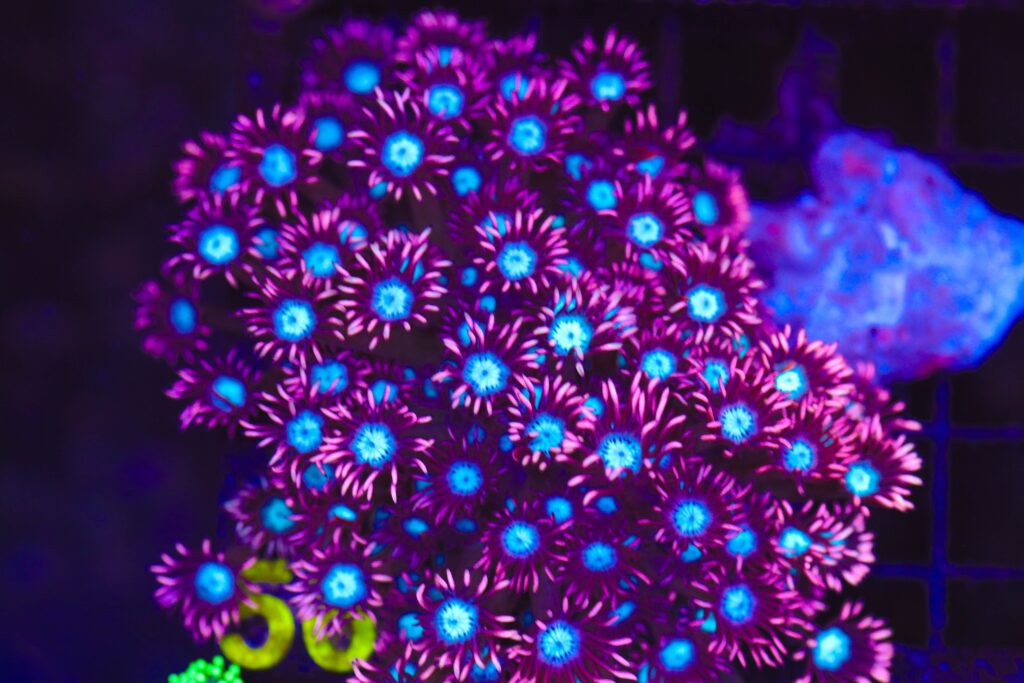 Frag Box Corals