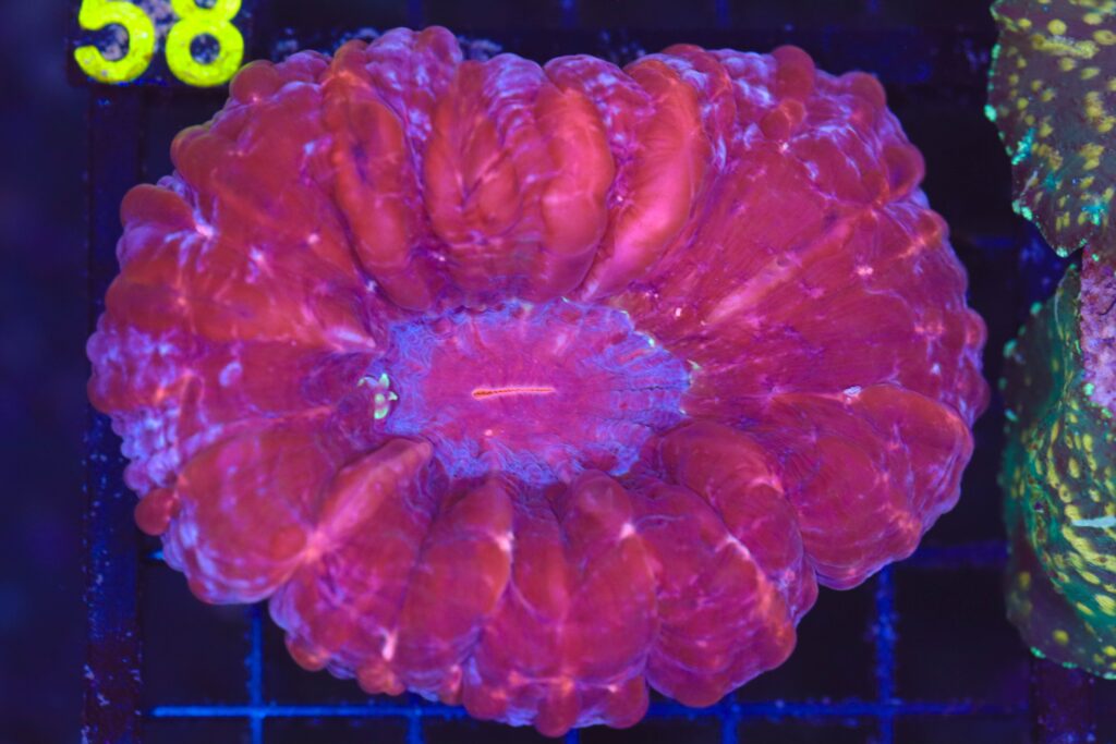 Frag Box Corals