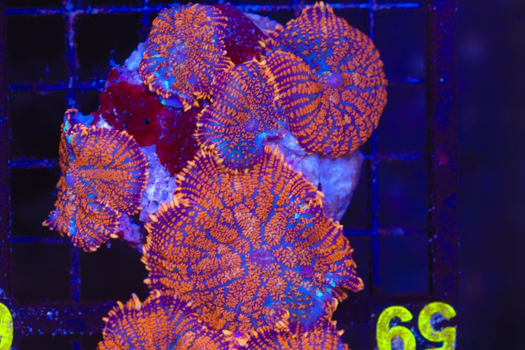Frag Box Corals