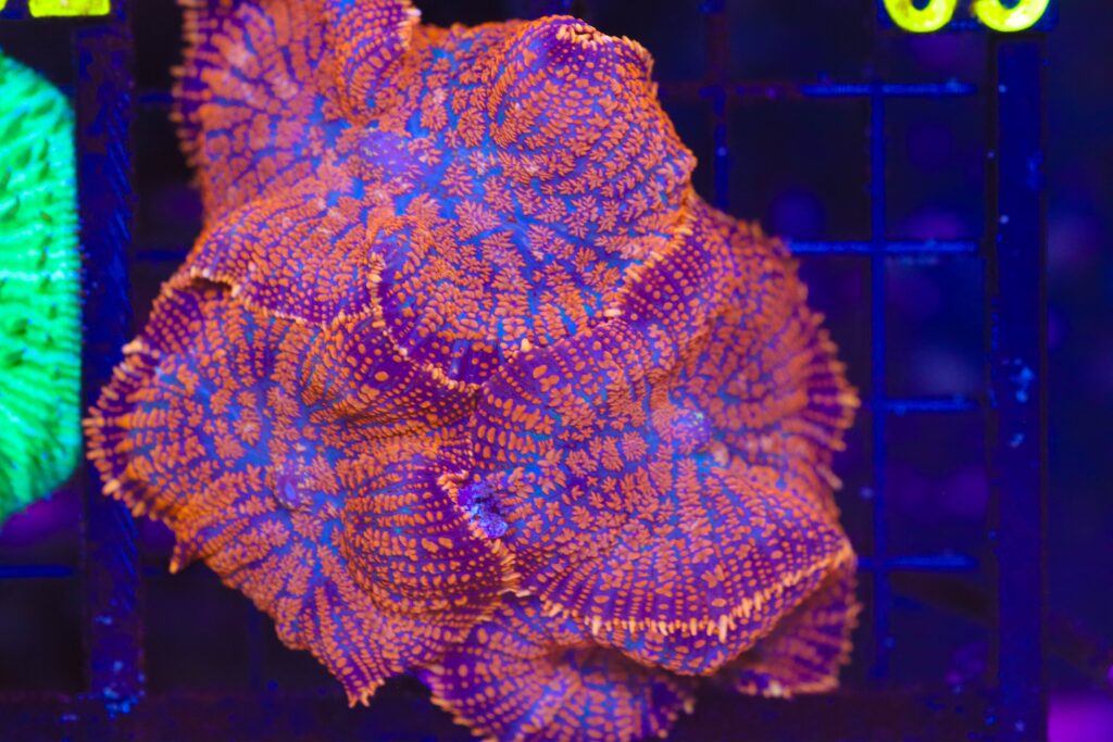 Frag Box Corals