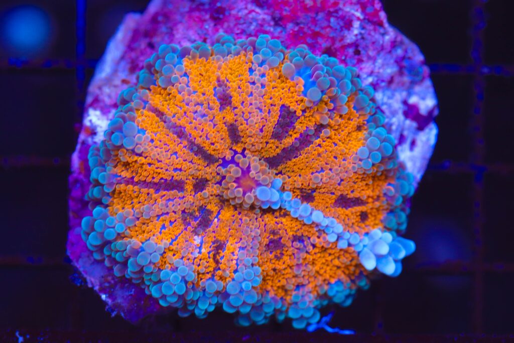 Frag Box Corals