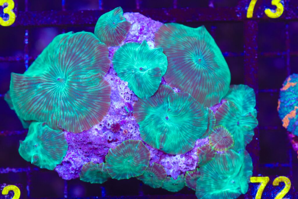 Frag Box Corals