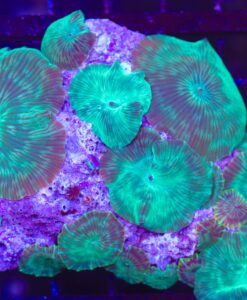 Wysiwyg Discosoma Msuhroom Rock (C62)