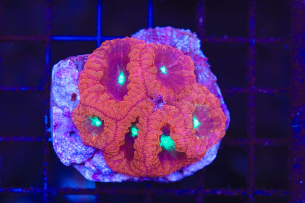 Frag Box Corals