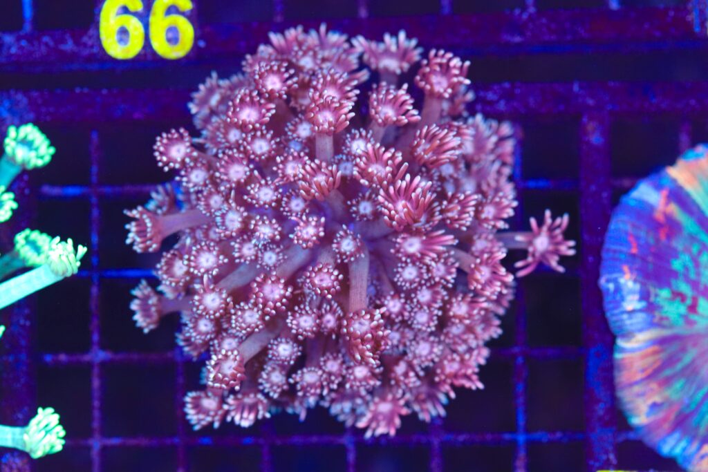 Frag Box Corals