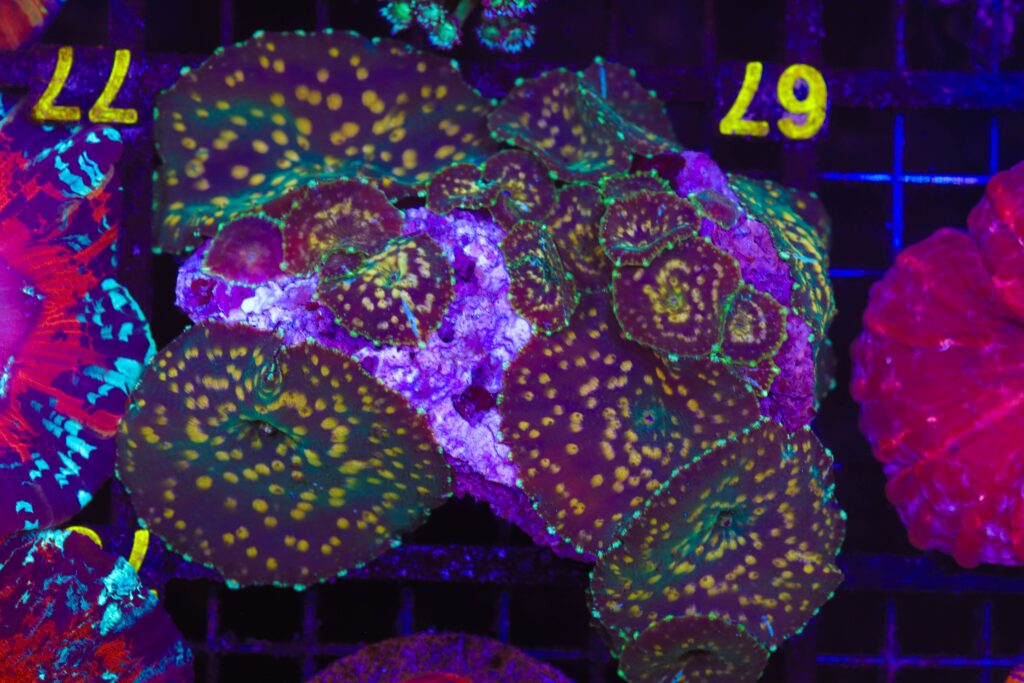 Frag Box Corals