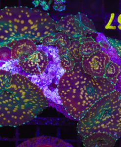 Green Rim Leopard Mushroom Coral Frag (C67) **PER LEAF**