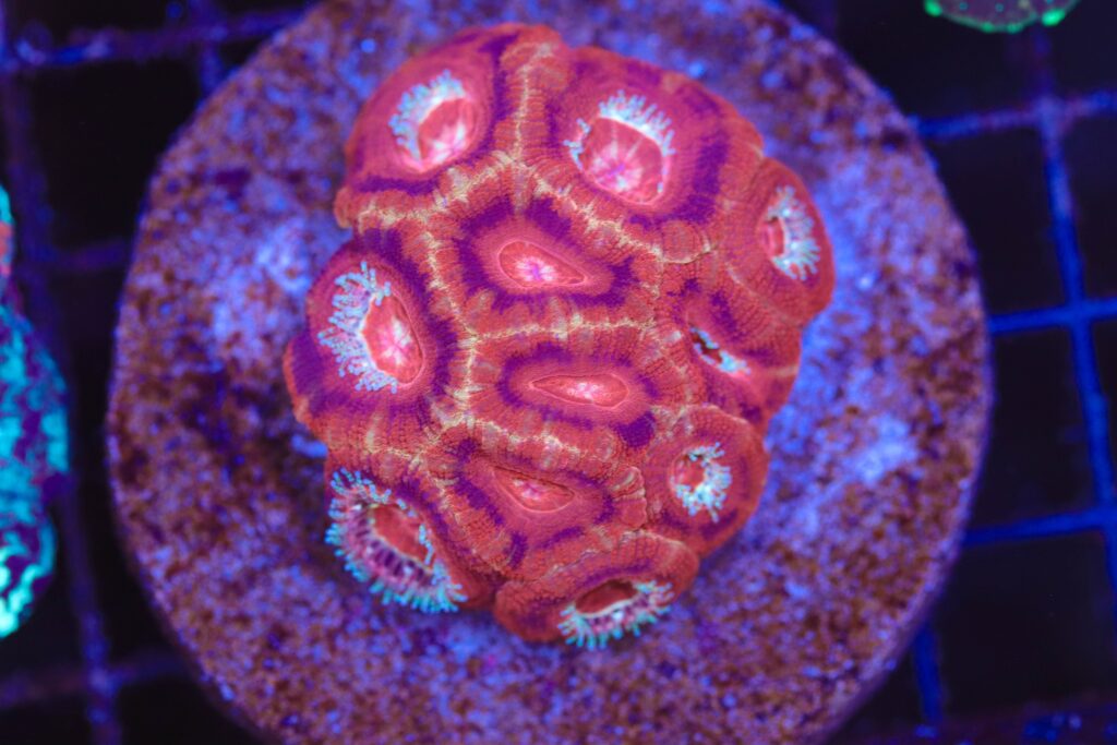 Frag Box Corals