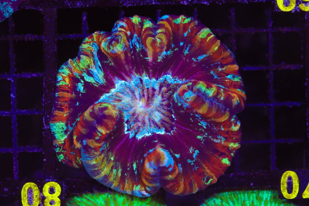 Frag Box Corals