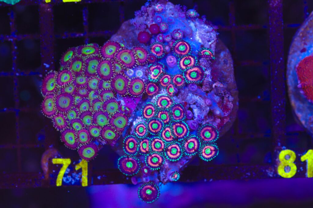 Frag Box Corals