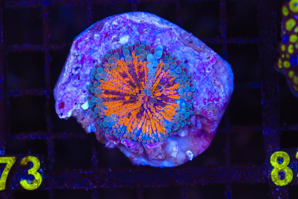 Frag Box Corals