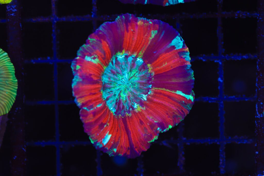 Frag Box Corals