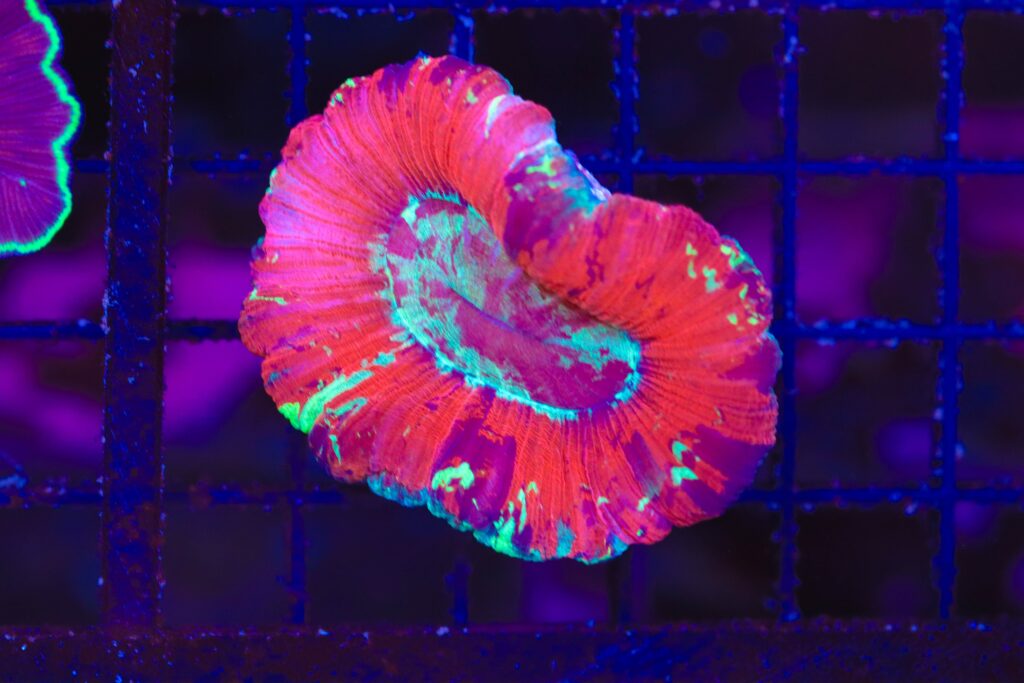 Frag Box Corals
