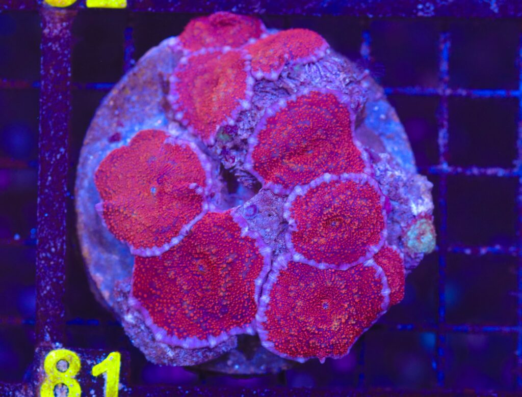 Frag Box Corals