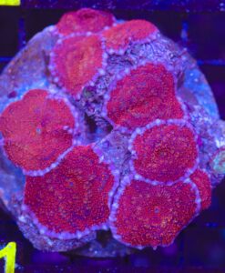 Wysiwyg Red Mushroom Coral (C81)  *Free shipping $199 livestock minimum spend*