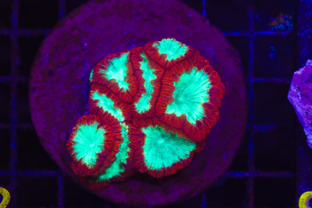 Frag Box Corals