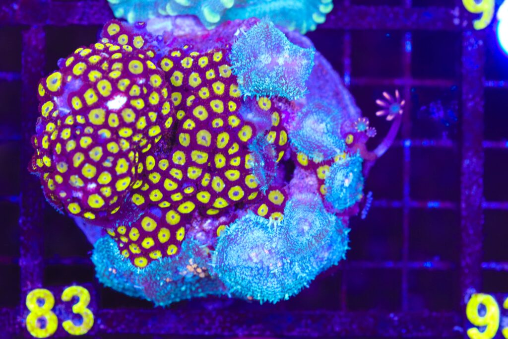 Frag Box Corals