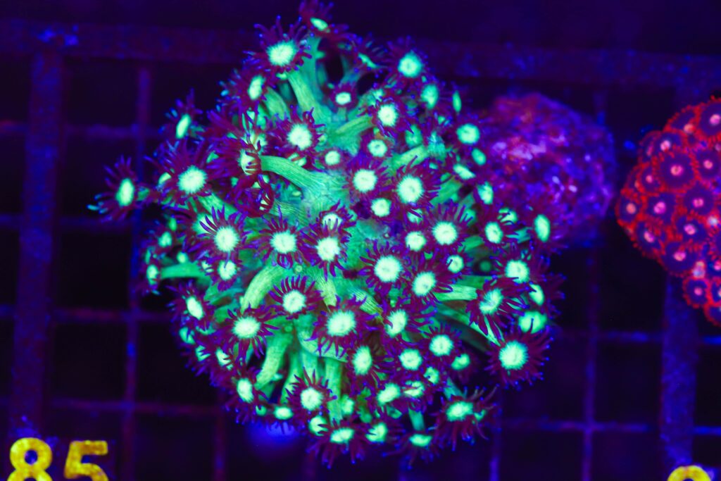 Frag Box Corals