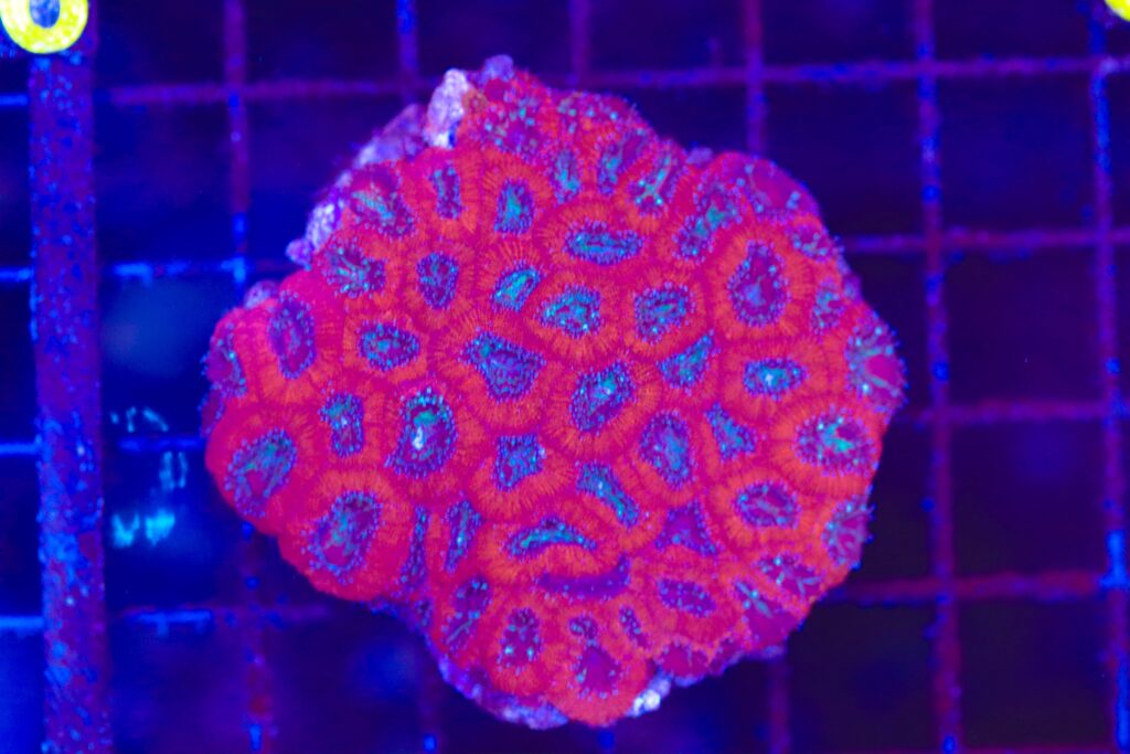 Frag Box Corals